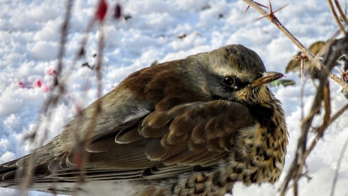 Маленькие птицы Сибири