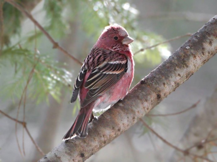 Сойка в Сибири