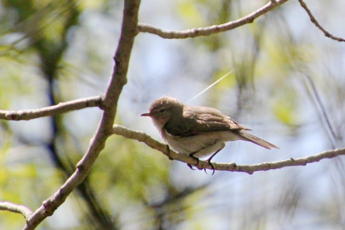 Горихвостка лысушка самка