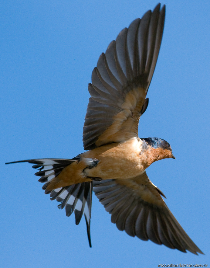 Свиристель обыкновенный (Bombycilla garrulus)