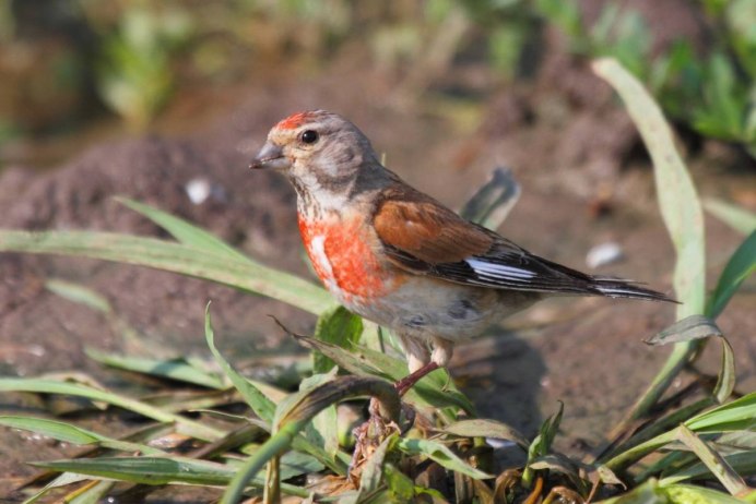 Природа животные птицы