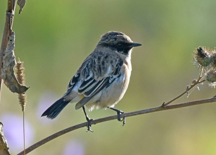 Птицы Юга Восточной Сибири