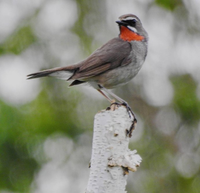 Деряба рябинник