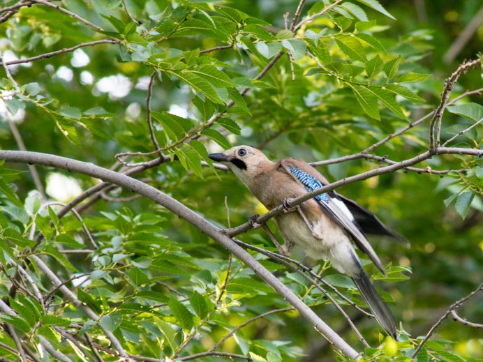 Летние птицы Сибири