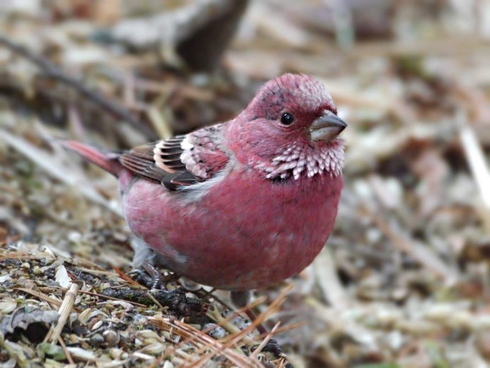 Petroica rodinogaster