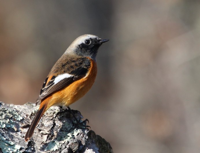 Птица Сойка Крымская