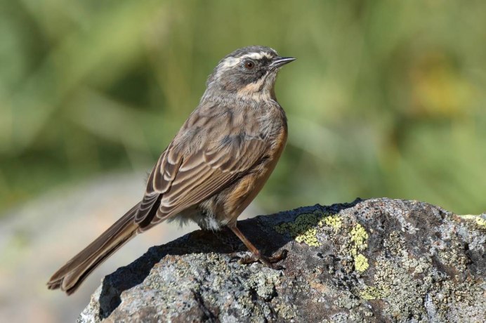 Сокол Кобчик в гнезде