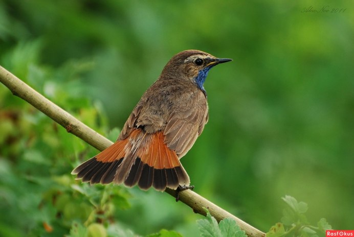 Маленькие ручные птички