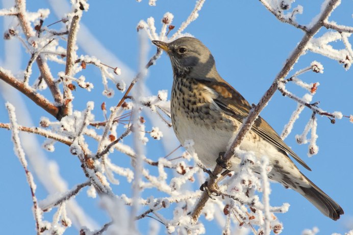 Ласточка деревенская полет