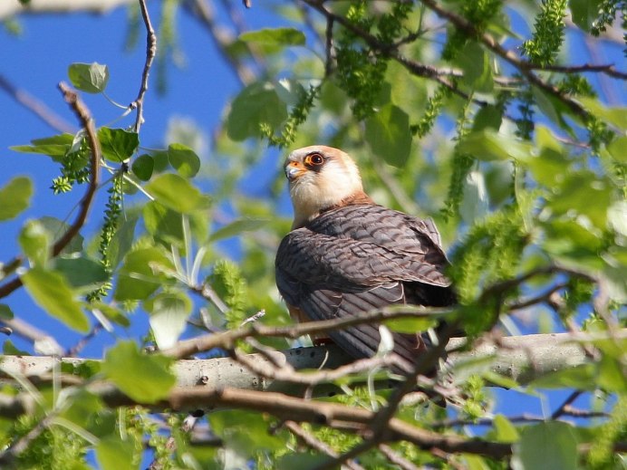 Певчие птицы Ростовской