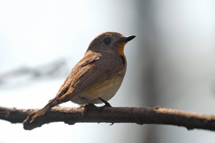 Птицы Сибири Кедровка