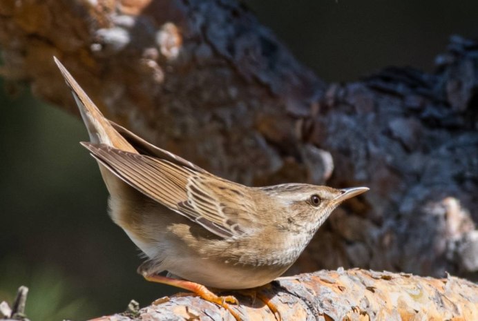 Сибирская горихвостка Дальний Восток