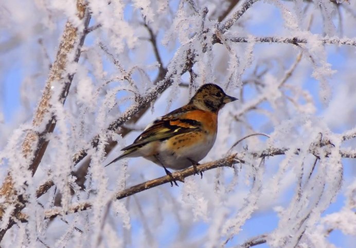 Птицы Сибири Красноярского края