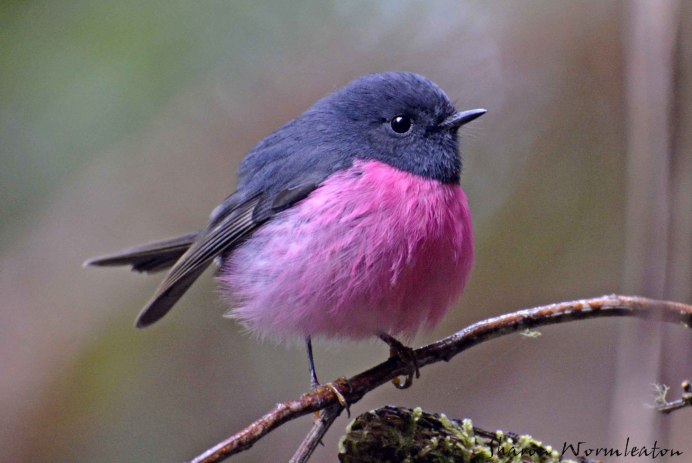 Певчий сверчок птица