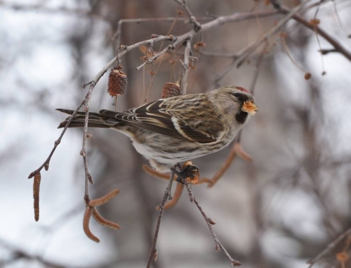 Дикий рябчик птица