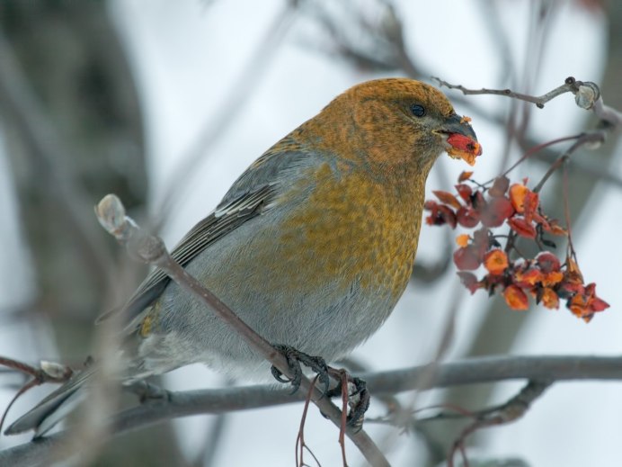 Птица сорокопут жулан