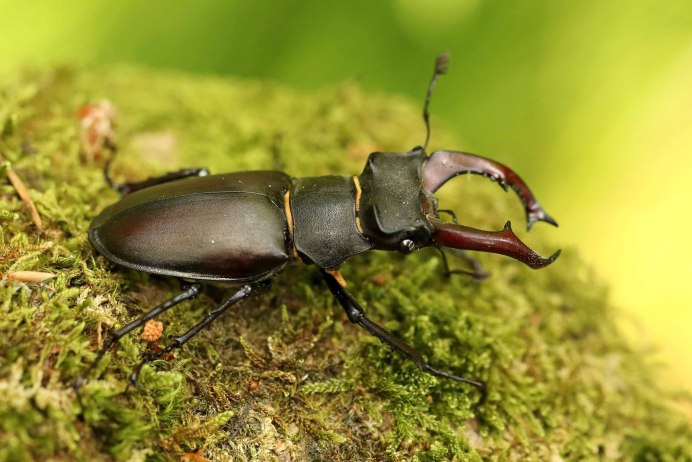 Sternotomis pulchra