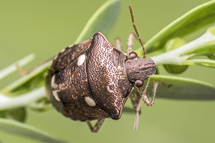 Omias verruca