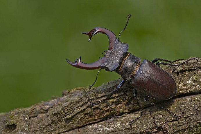 Жук веероус Coleoptera