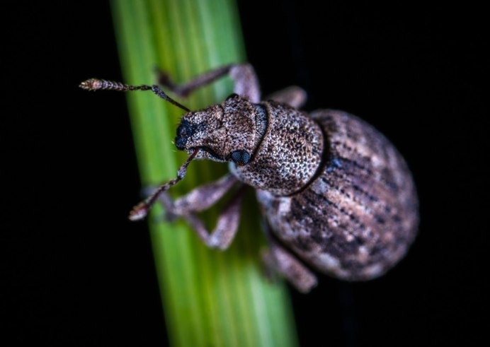Micrencaustes lunulata