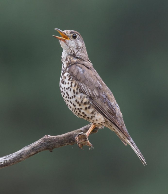 Странствующий Дрозд (turdus migratorius)