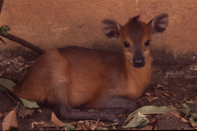Cephalophus nigrifrons