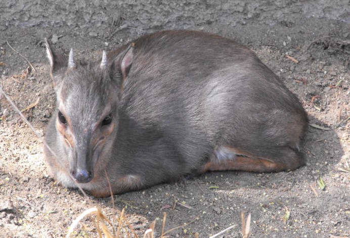 Cephalophus nigrifrons