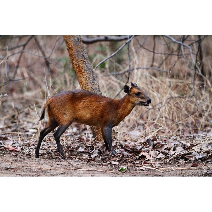 Cephalophus rufilatus