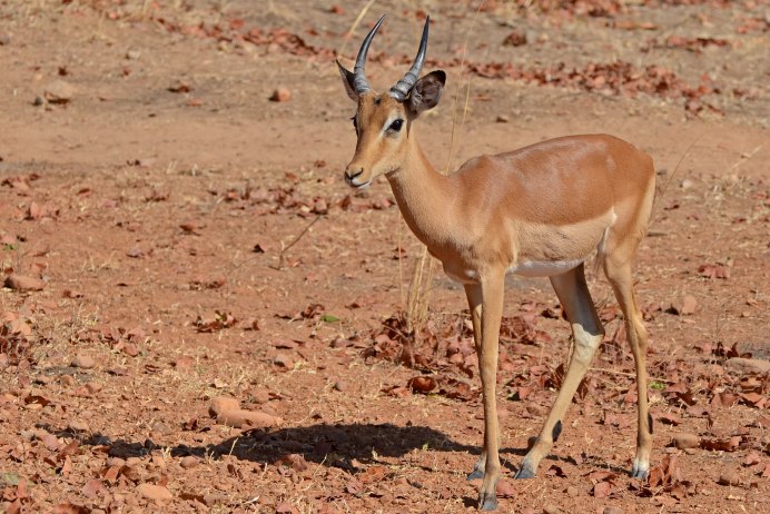 Aepyceros melampus