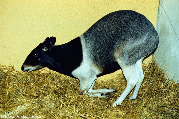 Jentink s Duiker
