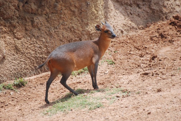 Cephalophus rufilatus