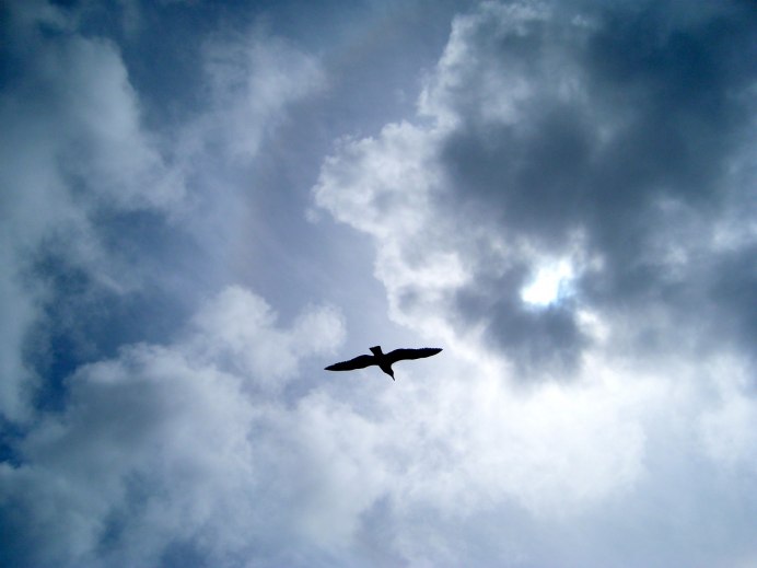 Птица в небе Свобода