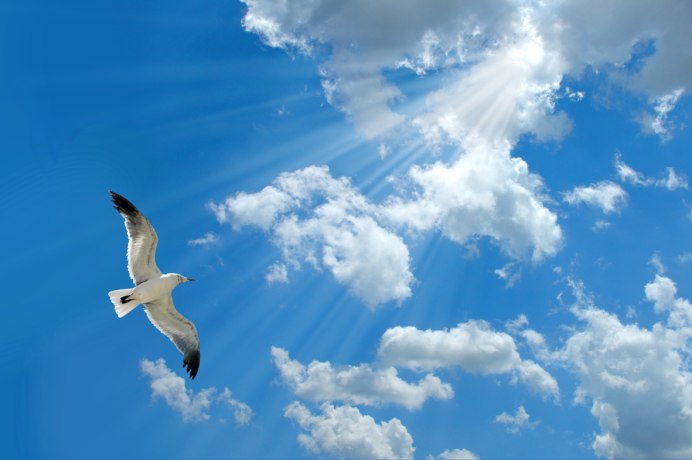 Птица парит в облаках