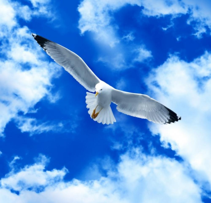 Птица в облаках