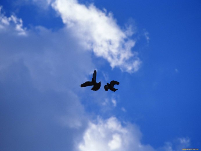 Две птицы в небе