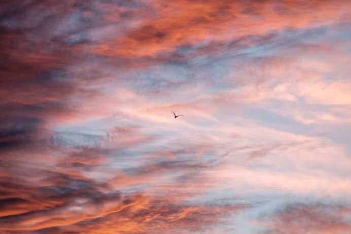 Птица в облаках
