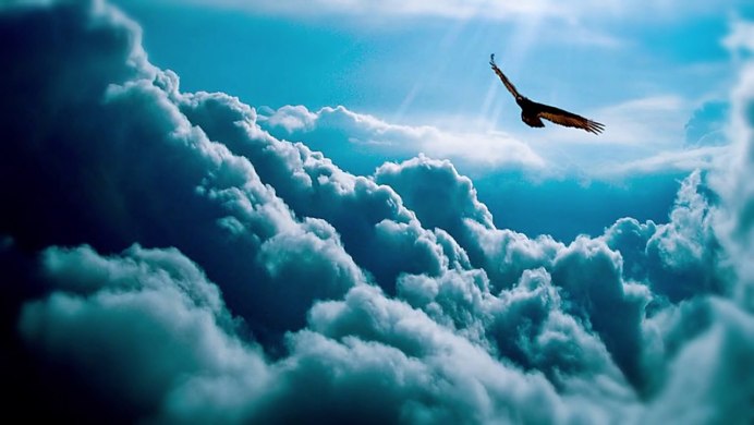 Птицы в небе