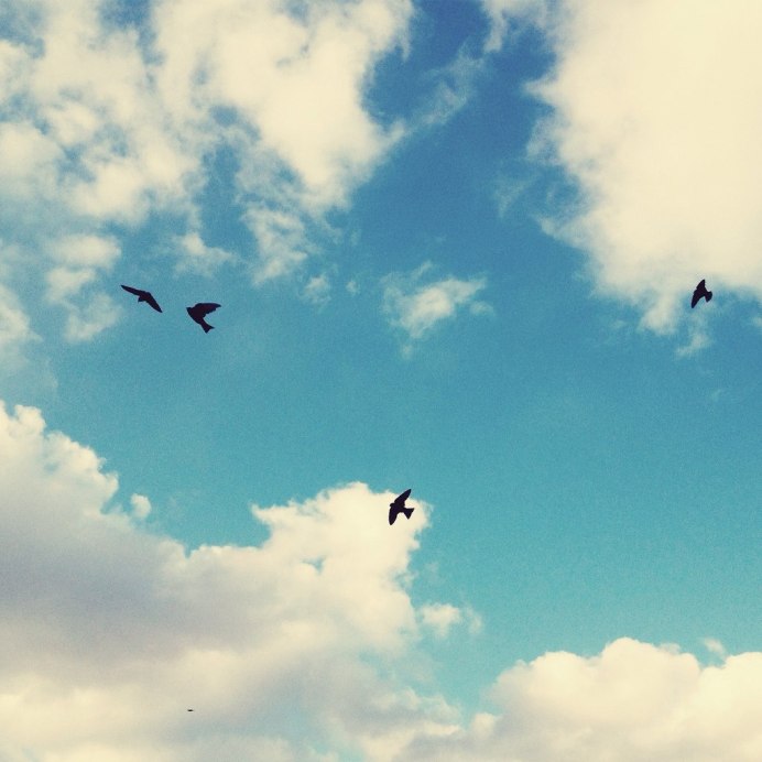 Красивое небо с птицами