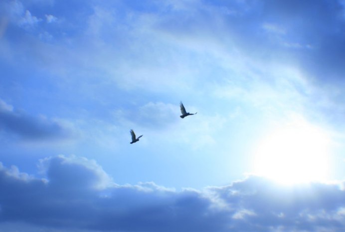 Две птицы в небе