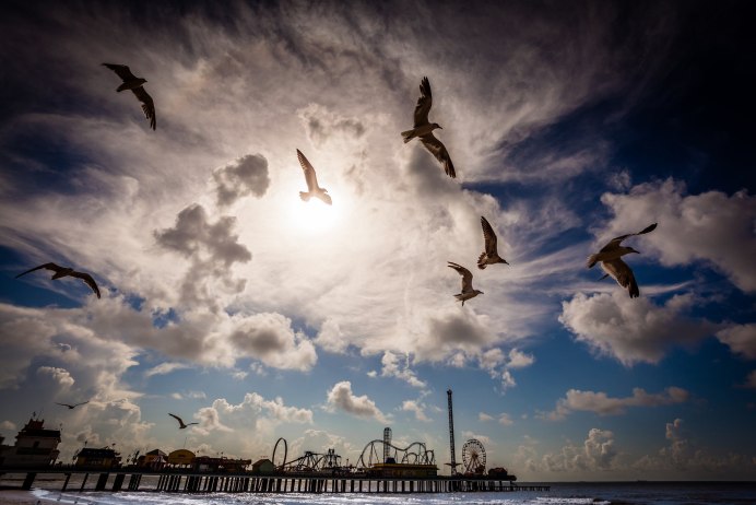 Птица в облаках
