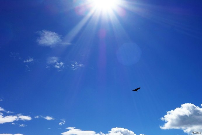 Орел в небе