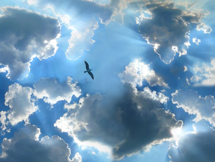 Птица в облаках