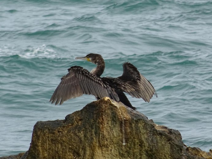 Чайка Баклан Альбатрос