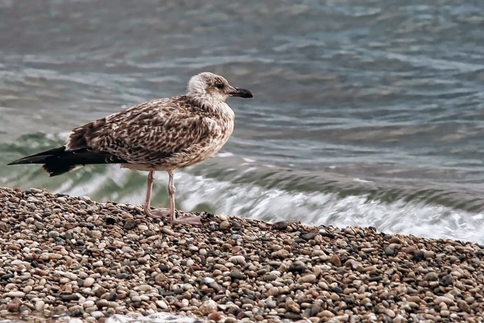 Баклан Черноморский птица