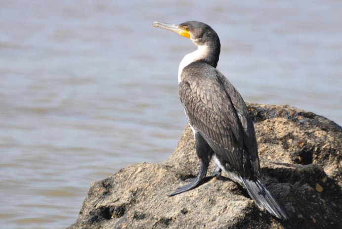 Чайка Одуэна