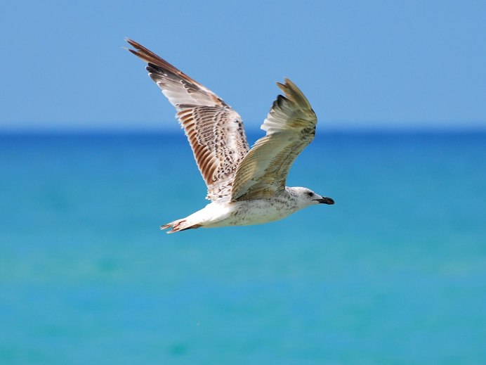 Чайка Кулик