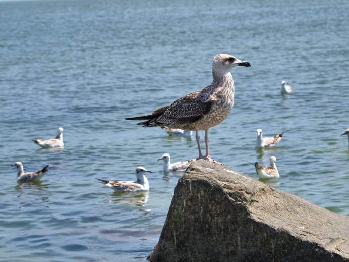 Чайка Черноморская пятнистая