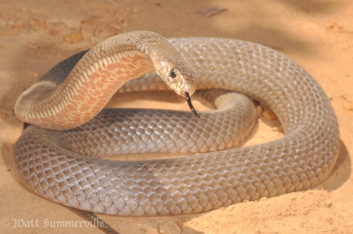 Pseudonaja textilis