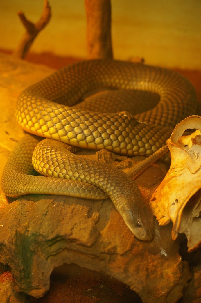Wallpapers parasuta flagellum