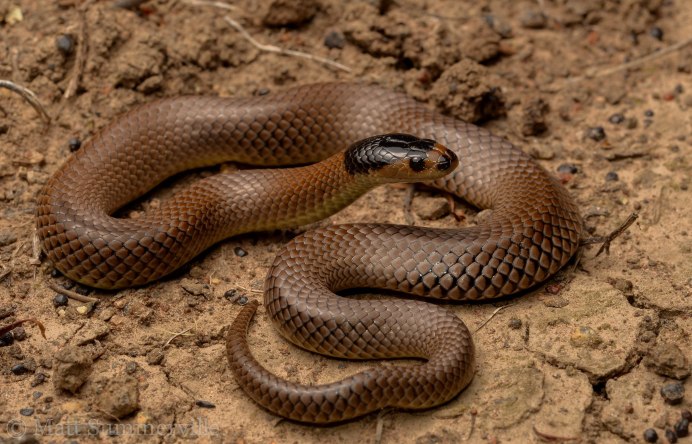 Boaedon fuliginosus